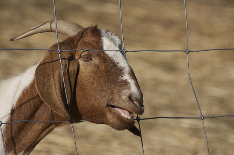 Śpiewające kozy hitem Internetu. Wybraliśmy dla Was 15 najlepszych wersji