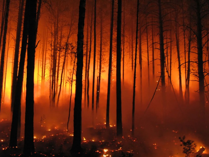 Rozmowy na Twitterze pomogą szybciej wykryć pożary lasów