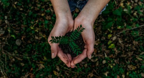 Dłonie i roślina symbolizujące zrównoważony rozwój